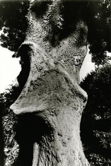 Detail Arborescence, Brussels Woluwé Saint Pierre Belgium. ©Etienne Pierart